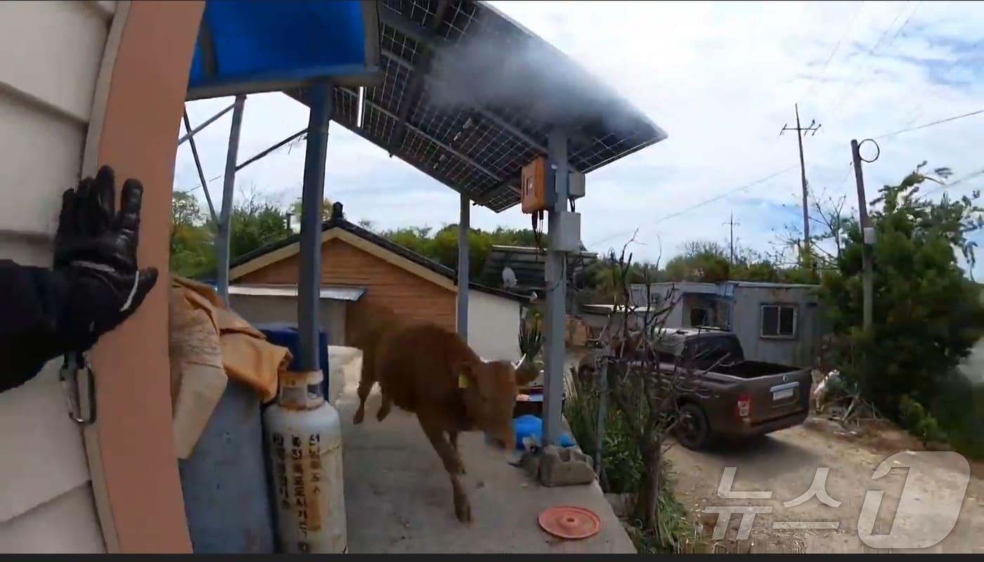 본문 이미지 - 28일 오전 전남 신안 한 농가를 탈출한 소가 소방대원을 피해 달아나는 모습.(사진=전남소방본부 제공. 재판매 및 DB 금지) 2026.4.28 ⓒ 뉴스1 최성국 기자