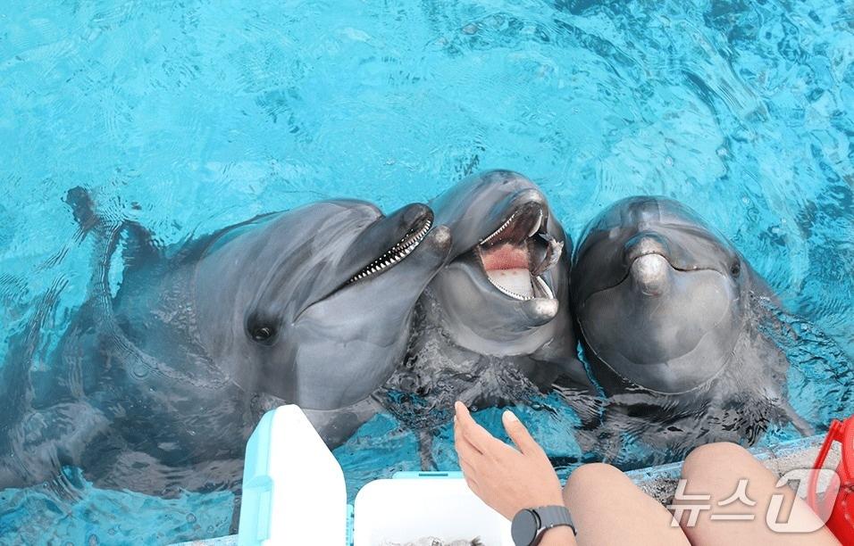 본문 이미지 - 거제씨월드 돌고래.(거제씨월드 홈페이지 캡처. 재판매 및 DB금지)