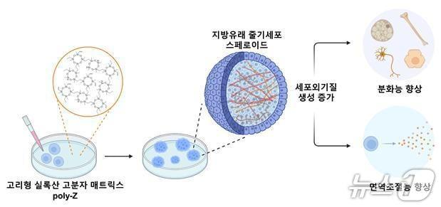 본문 이미지 - 합성 고분자 매트릭스 폴리-지(poly-Z) 상 인간 지방유래 줄기세포 스페로이드 형성 모식도(KAIST 제공) /뉴스1