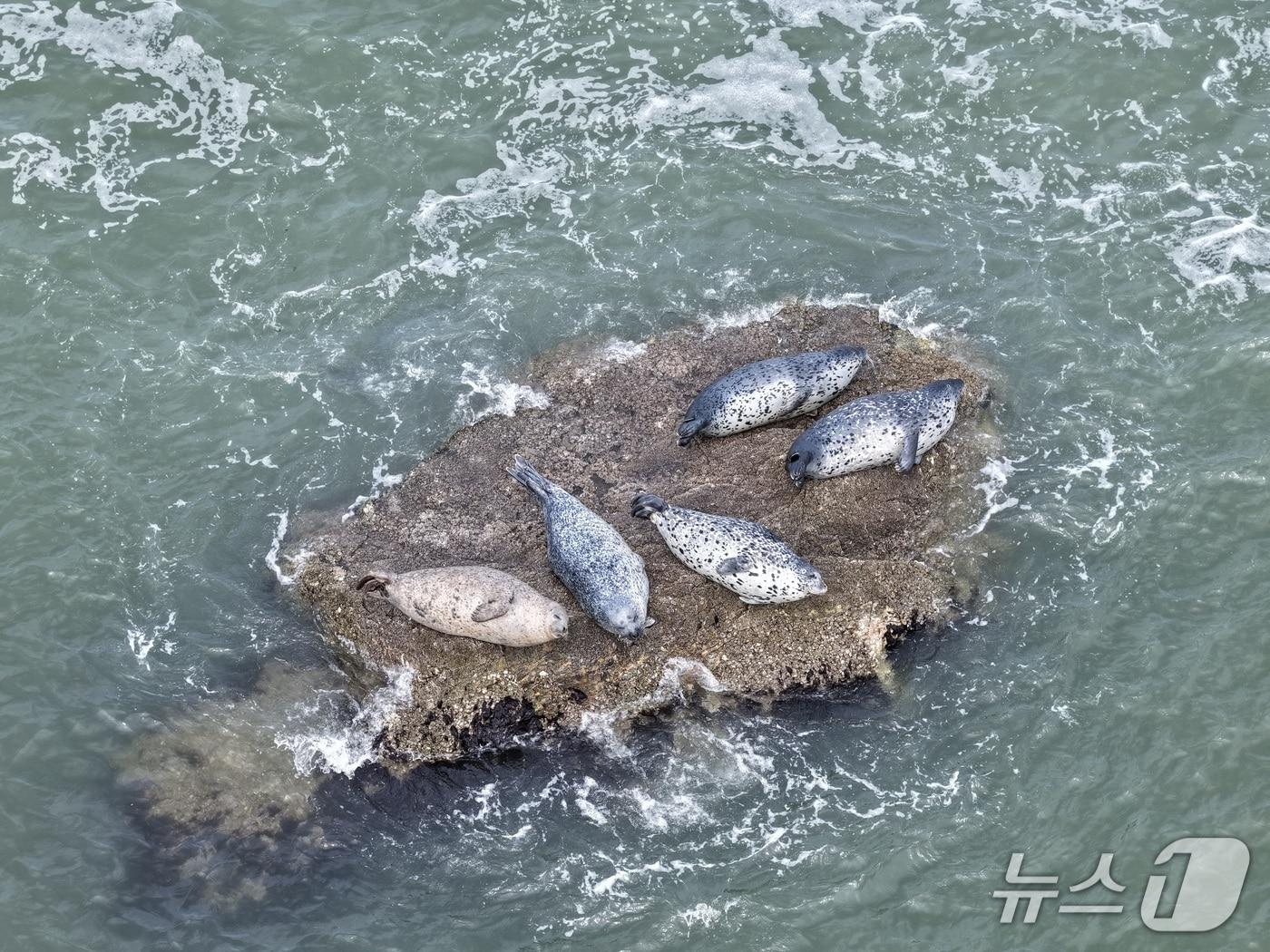 본문 이미지 - 점박이물범(인천 녹색연합 제공/뉴스1)