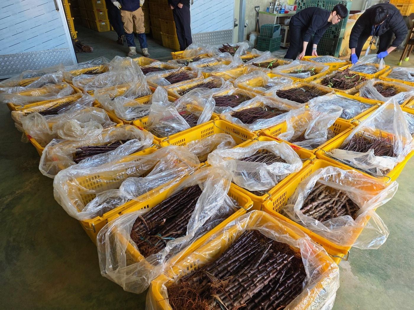 본문 이미지 - 중국산 사과묘목 불법 수입 적발 현장.(농림축산검역본부 제공. 재판매 및 DB금지) 2026.4.29/뉴스1