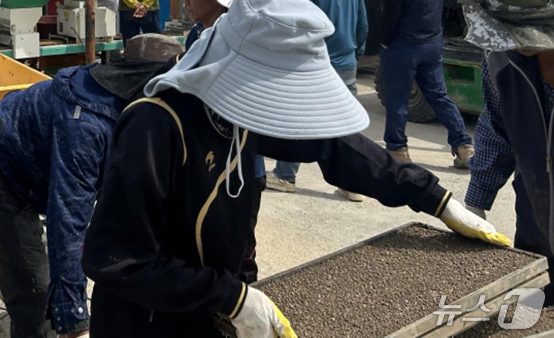 본문 이미지 - 경북 포항시가 '안남미'로 불리는 쌀 '케이롱'과 '아미면' 품종을 시범 재배하고 있다. 사진은 케이롱 품종 모판을 준비하는 모습.(포항시 제공, 재팬매 및 DB금지) 2026.4.29/뉴스1㎏ 