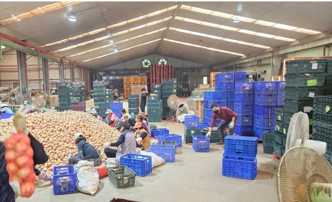 본문 이미지 - 주문 물량에 맞춰 양파를 선별 및 포장하는 농협 직원 모습.(한국식자재유통협회 제공)