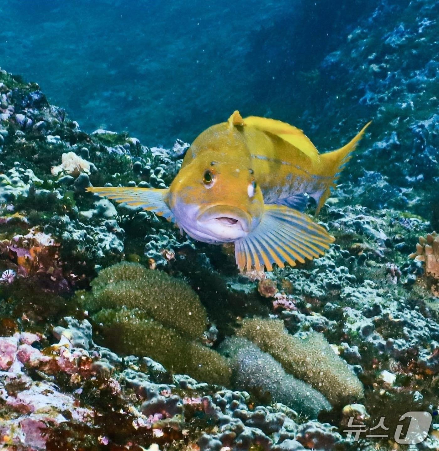 본문 이미지 - 쥐노래미 모습 (수산자원공단 제공. 재판매 및 DB금지)