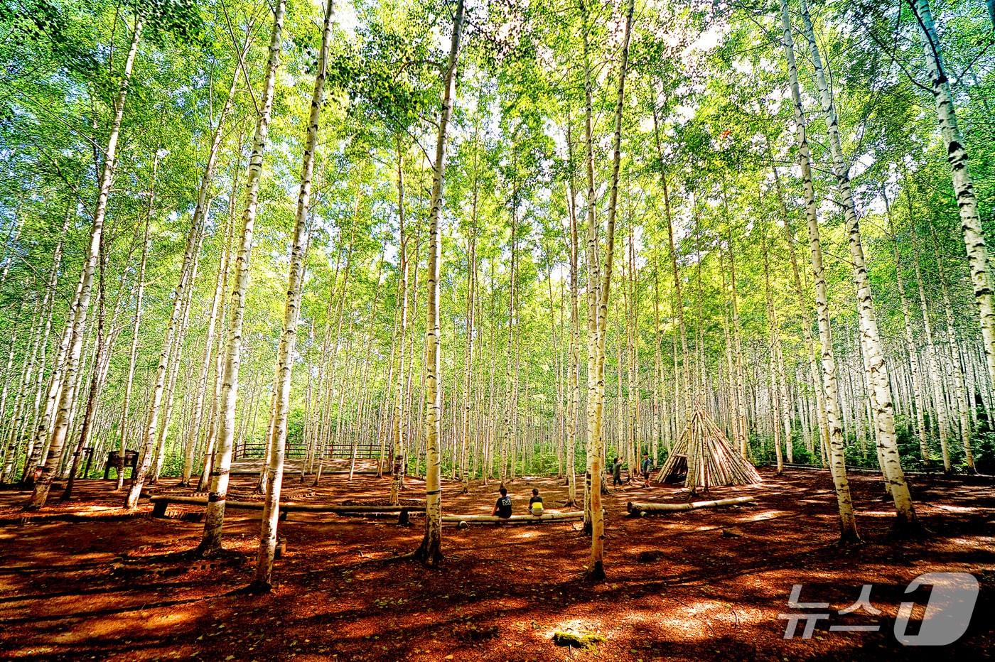 본문 이미지 - 인제 자작나무숲.(인제군 제공. 재판매 및 DB금지)/뉴스1