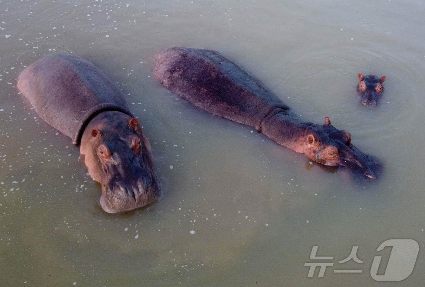 본문 이미지 - 콜롬비아 안티오키아주 도라달의 한 호수에서 하마들이 휴식을 취하고 있다. 이 하마들은 콜롬비아의 '마약왕' 파블로 에스코바르가 1980년대 아프리카에서 콜롬비아에 들여온 하마의 후손이다. 2023.04.19 ⓒ AFP=뉴스1