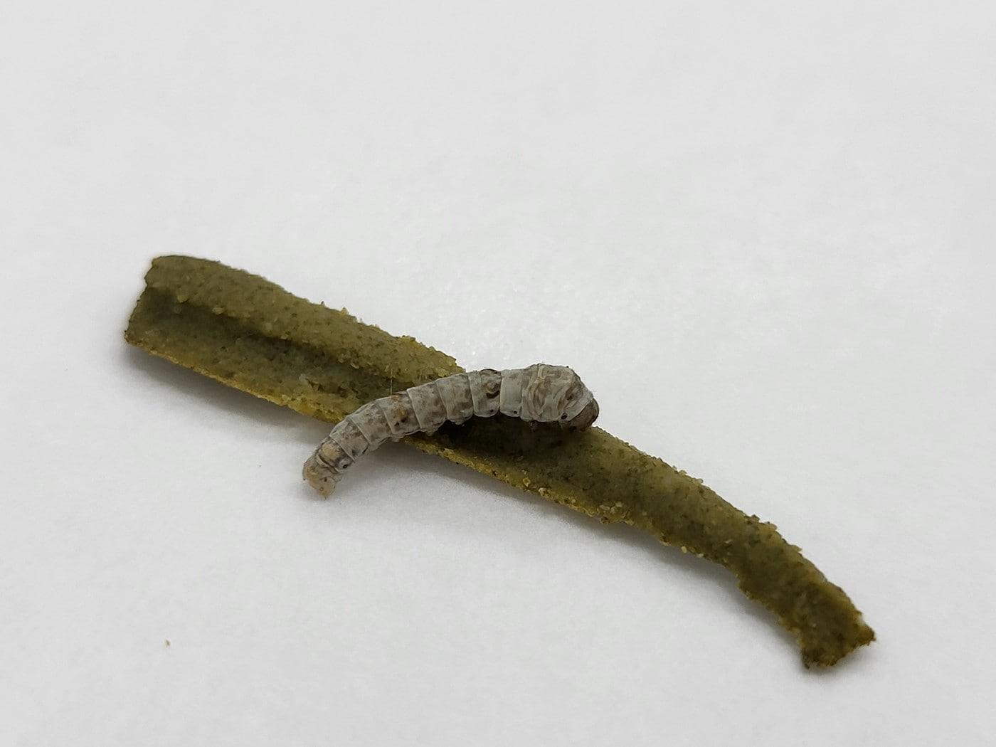 본문 이미지 - 농촌진흥청이 개발한 전용사료와 누에 (농촌진흥청 제공. 재판매 및 DB금지) 2026.4.29 /뉴스1