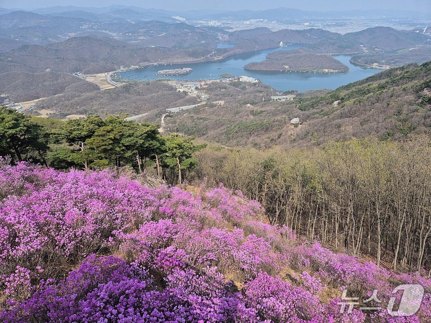 본문 이미지 - 충북 진천 두타산 진달래 군락지에서 내려다본 한반도지형.(진천군 제공. 재판매 및 DB금지)