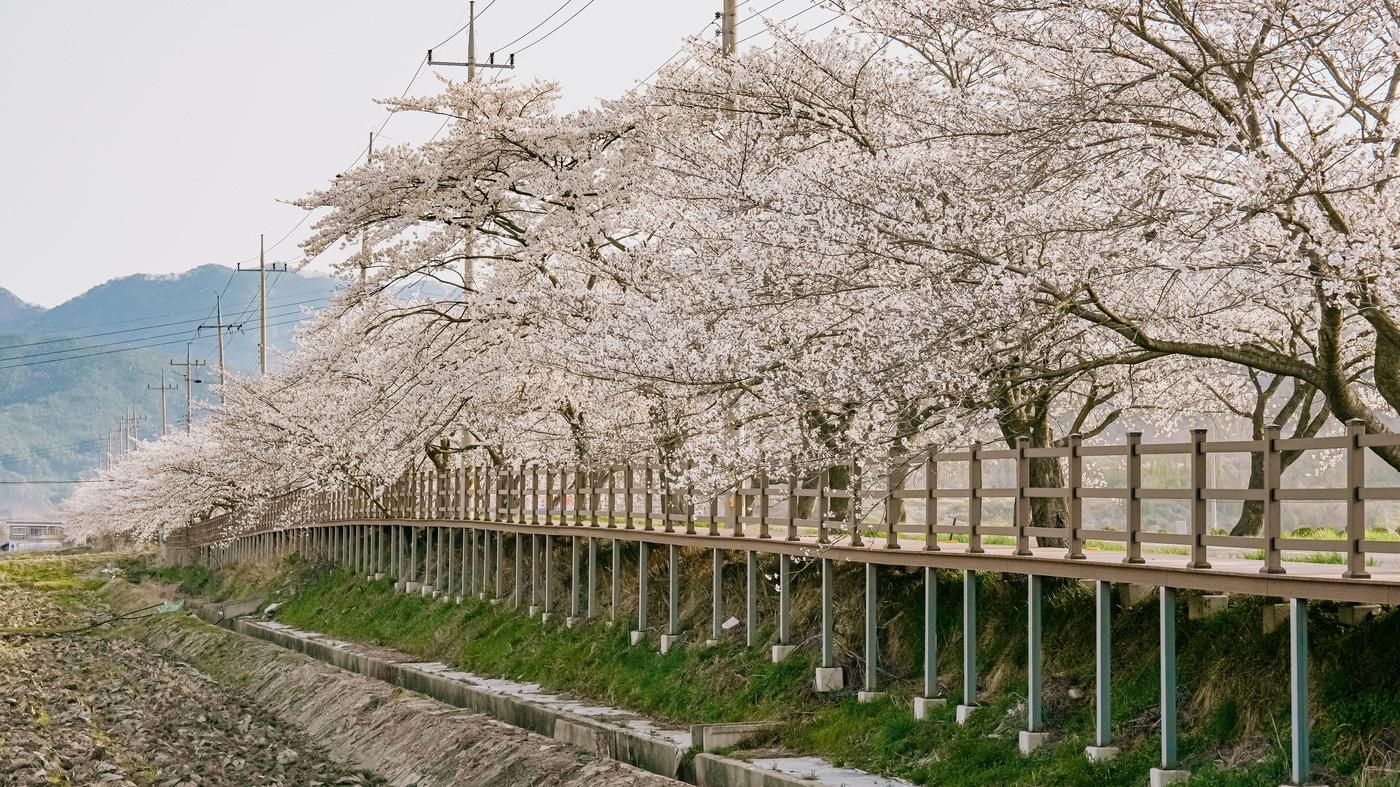 본문 이미지 - 19회 주산벚꽃축제 진행 모습.(보령시 제공. 재판매 및 DB금지)/뉴스1