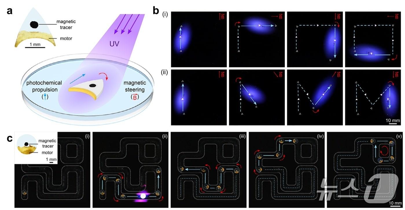 본문 이미지 - 광화학 기반 연료 방출을 통한 마이크로 로봇의 추진 및 자기장을 이용한 방향성 제어(김형우 전남대 교수 제공) /뉴스1