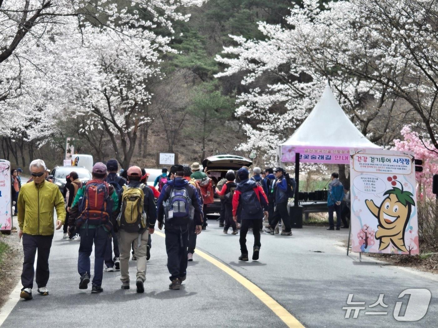 본문 이미지 - 지난해 보곡산골 산벚꽃축제 건강 걷기 투어 모습.  (금산군 제공. 재판매 및 DB금지) 2026.4.3/뉴스1