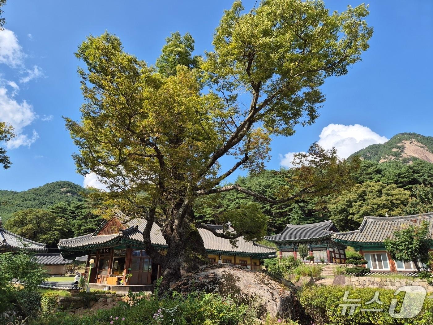 본문 이미지 - 충북 괴산군 청천면 사담리 느티나무.(괴산군 제공. 재판매 및 DB금지)