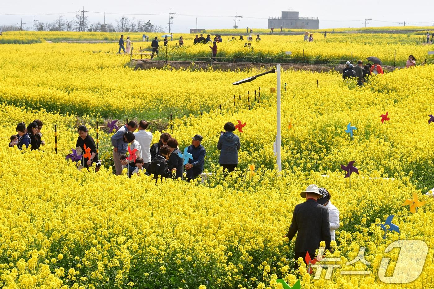 본문 이미지 - 경북 포항시 남구 호미곶면 유채밭에서 관광객들이 샛길을 따라 걷고 있다. 이 곳에서는 지난 4~5일 유채꽃 축제가 열렸다. 2026.4.3 ⓒ 뉴스1 최창호 기자