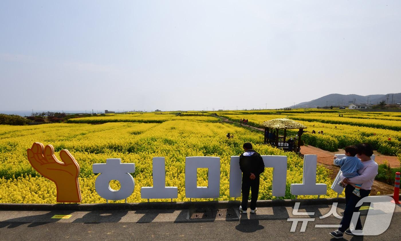 본문 이미지 - 경북 포항시 남구 호미곶면 유채밭이 노랗게 물들었다. 단일 면적으로 최대 규모인 이곳에서는 4~5일 유채꽃축제가 열린다.2026.4.3/ ⓒ 뉴스1 최창호 기자