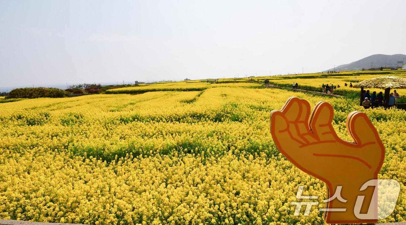 본문 이미지 - 3일 경북 포항시 남구 호미곶면 유채밭이 노랗게 물들었다. 이곳에서는 4~5일 유채꽃축제가 열린다.2026.4.3 ⓒ 뉴스1 최창호 기자