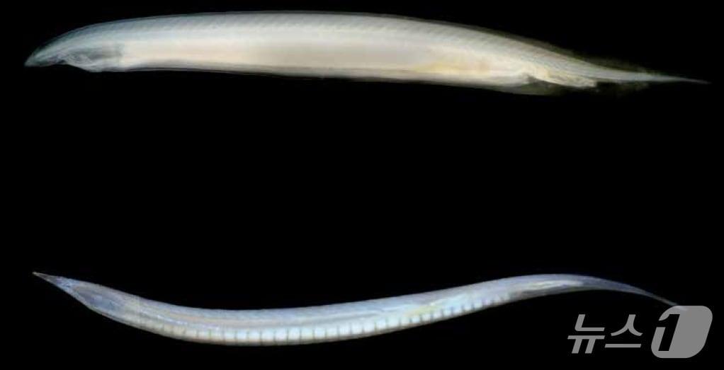 본문 이미지 - 창고기(Asymmetron lucayanum)(충북대학교 제공)