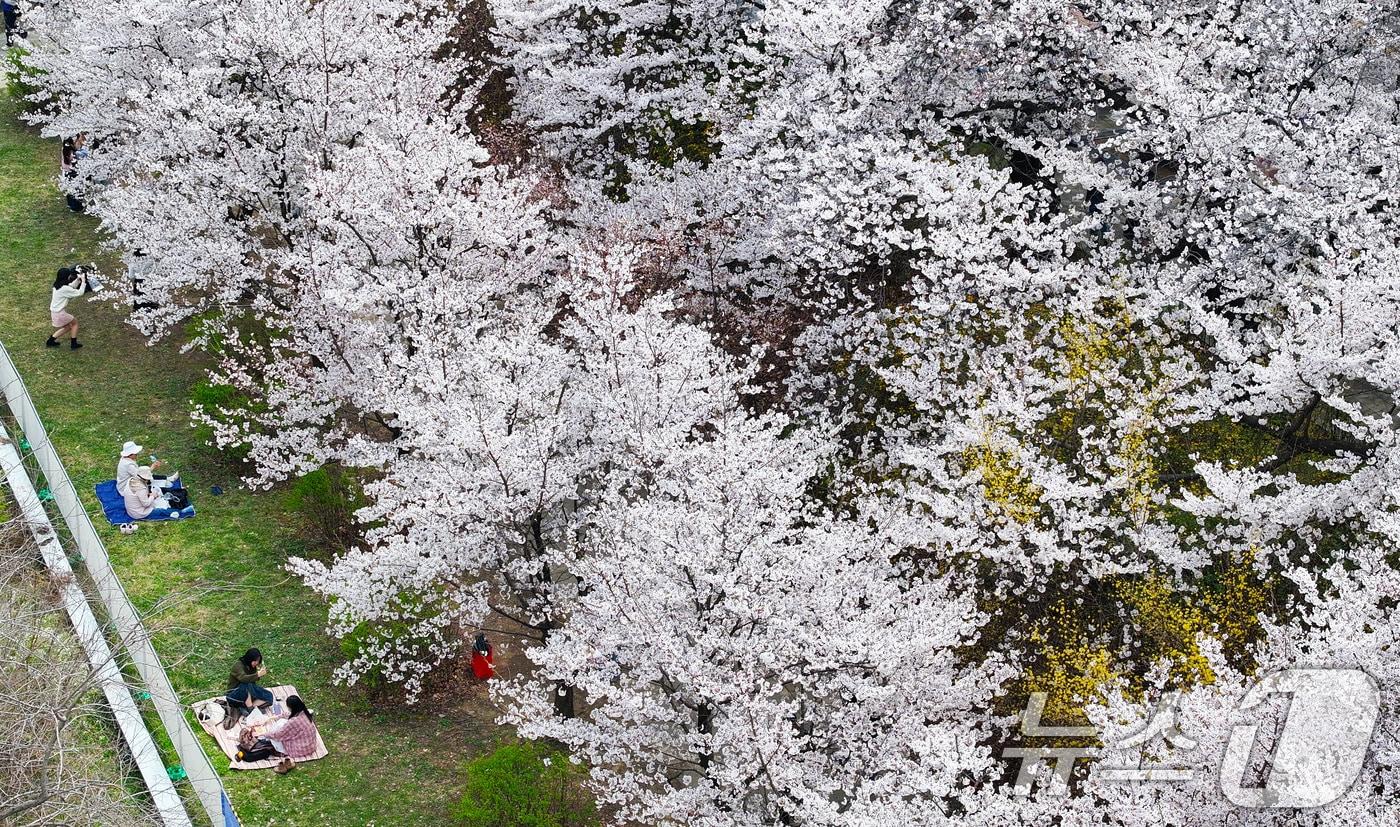 본문 이미지 - 벚꽃 자료사진.