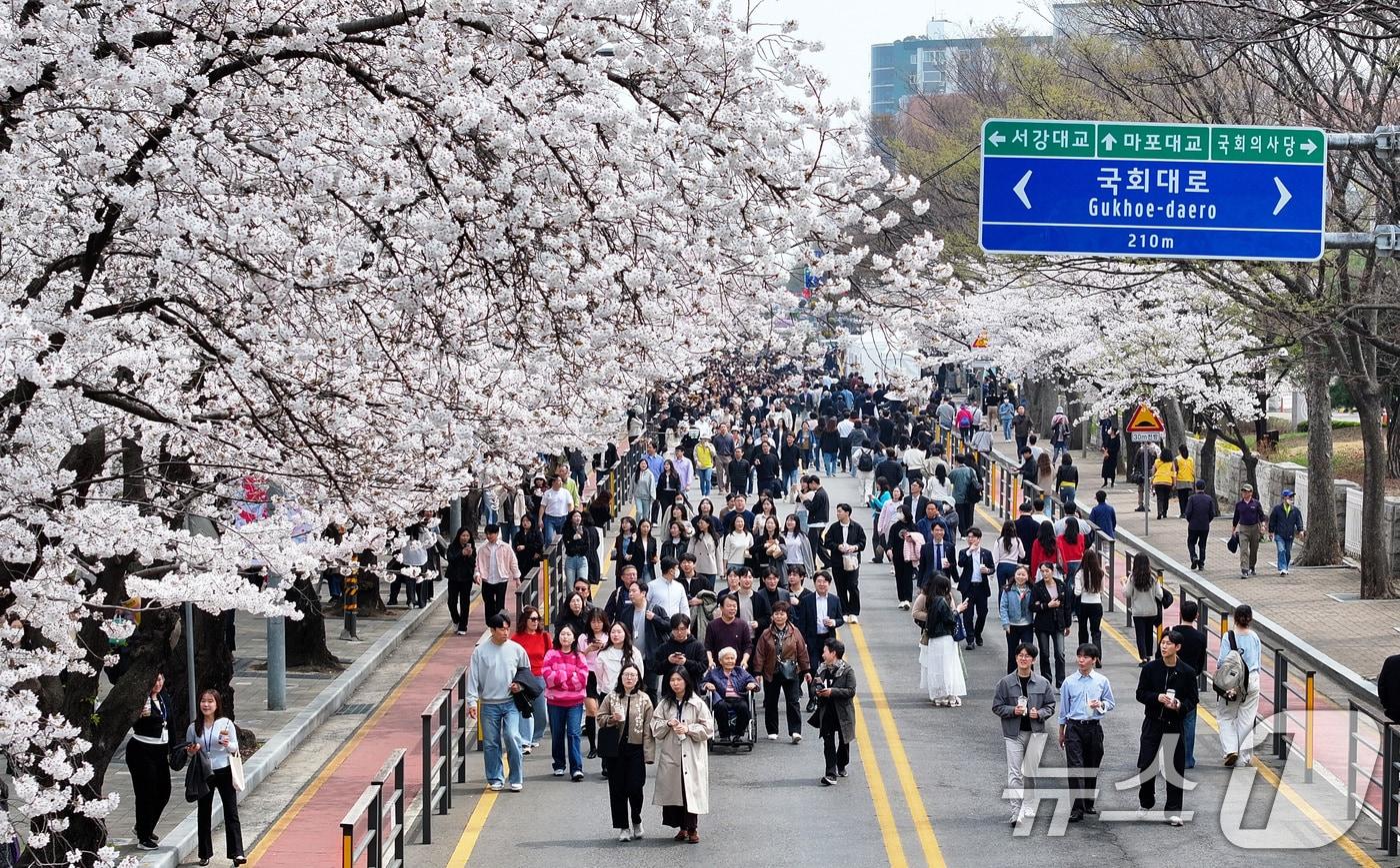 본문 이미지 - '여의도 봄꽃축제'가 열린 3일 서울 여의서로 일대에 벚꽃이 만개해 있다. 2026년 여의도 봄꽃축제는 이날부터 7일까지 5일간 개최된다. 2026.4.3 ⓒ 뉴스1 최지환 기자