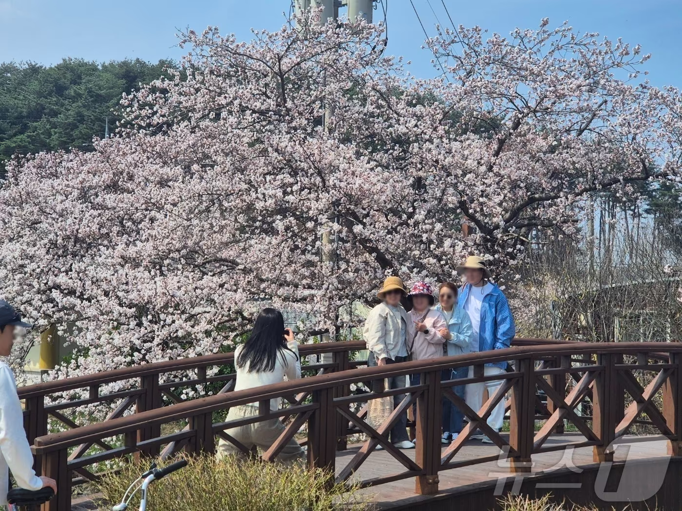본문 이미지 - 강릉벚꽃축제 중 경포벚꽃축제 개막을 하루 앞둔 3일 경포 일대에 벚꽃이 만개해 있다.강릉시는 올해 처음으로 지역 3개 대표 벚꽃 축제를 하나로 묶어 운영한다. 2026.4.3 ⓒ 뉴스1 윤왕근 기자