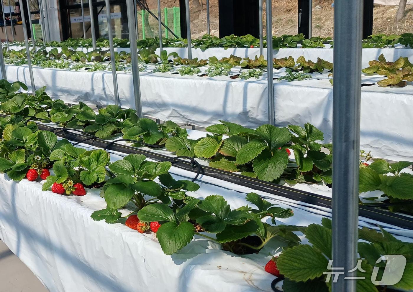 본문 이미지 - 유리온실 내 재배중인 딸기.(과천시 제공)