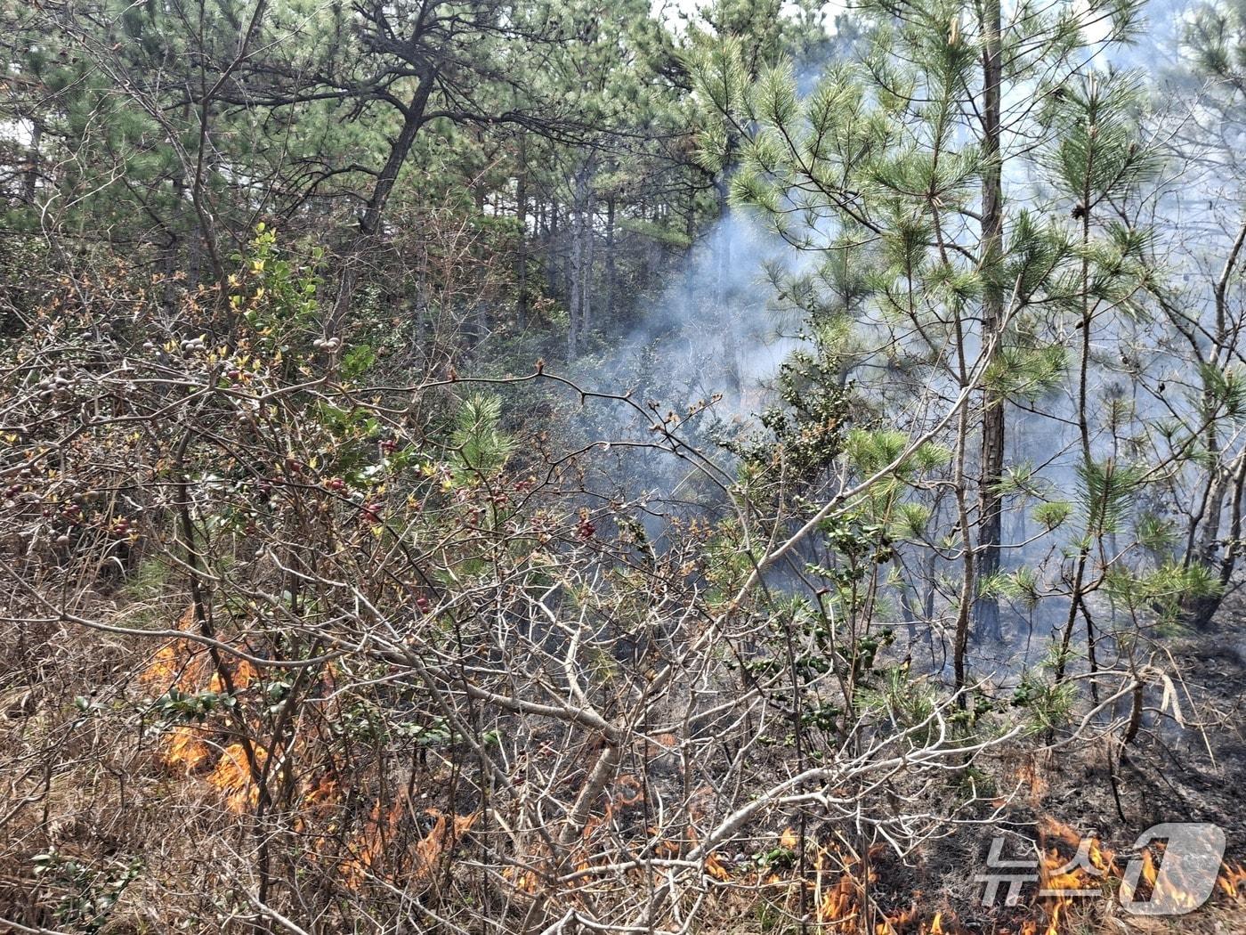 본문 이미지 - 3일 오후 1시 29분쯤 전남 영암군 삼호읍의 한 고등학교 인근 야산에서 불이 나 소방당국이 진화하고 있다.(전남소방본부 제공. 재판매및 DB 금지)