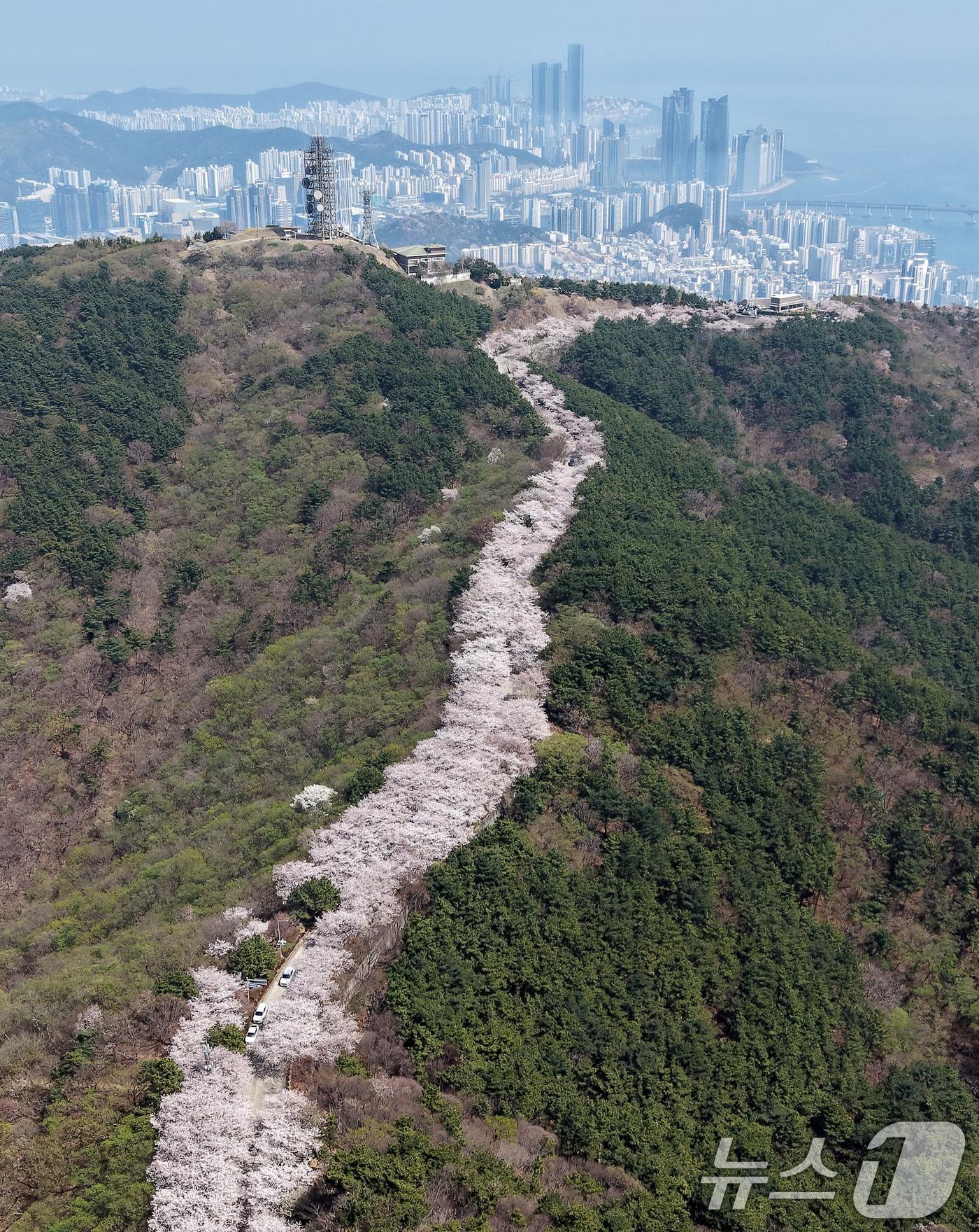 본문 이미지 - 포근한 봄날씨를 보인 3일 부산 황령산 벚꽃길을 찾은 시민들이 드라이브하며 봄 정취를 만끽하고 있다. 2026.4.3 ⓒ 뉴스1 윤일지 기자