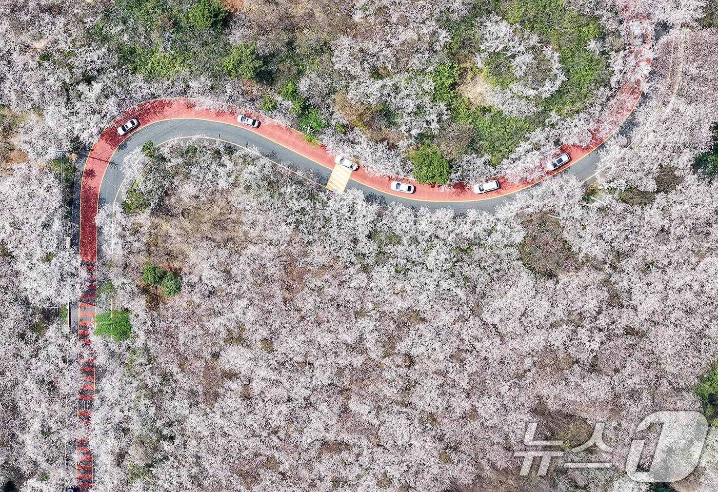 본문 이미지 - 지난 3일 부산 황령산 벚꽃 군락지 모습 2026.4.3 ⓒ 뉴스1 윤일지 기자