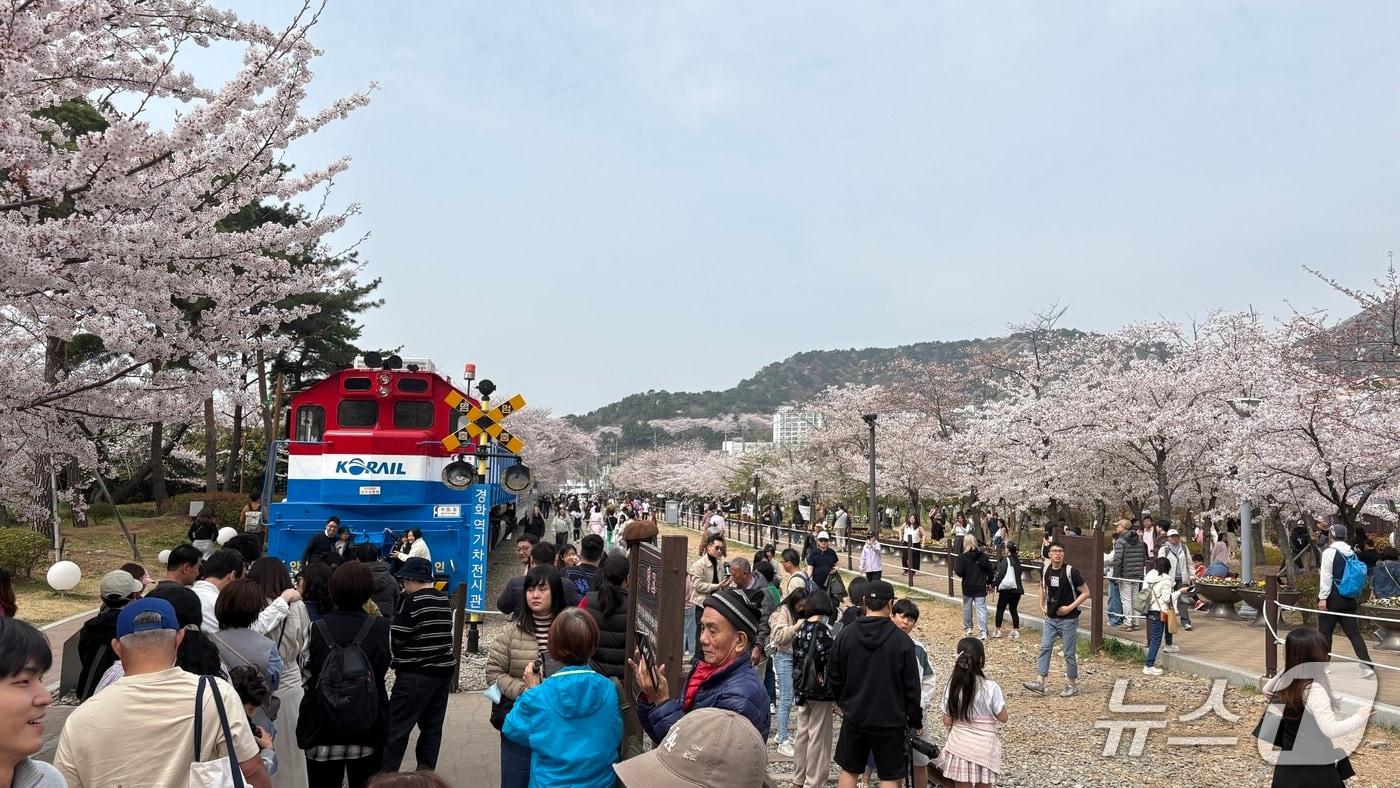 본문 이미지 - 전국 최대 벚꽃 축제인 '제64회 진해군항제'가 열리고 있는 3일 경남 창원시 진해구 경화역공원에서 관광객들이 벚꽃을 감상하고 있다. 2026..4.3./뉴스1 강정태 기자