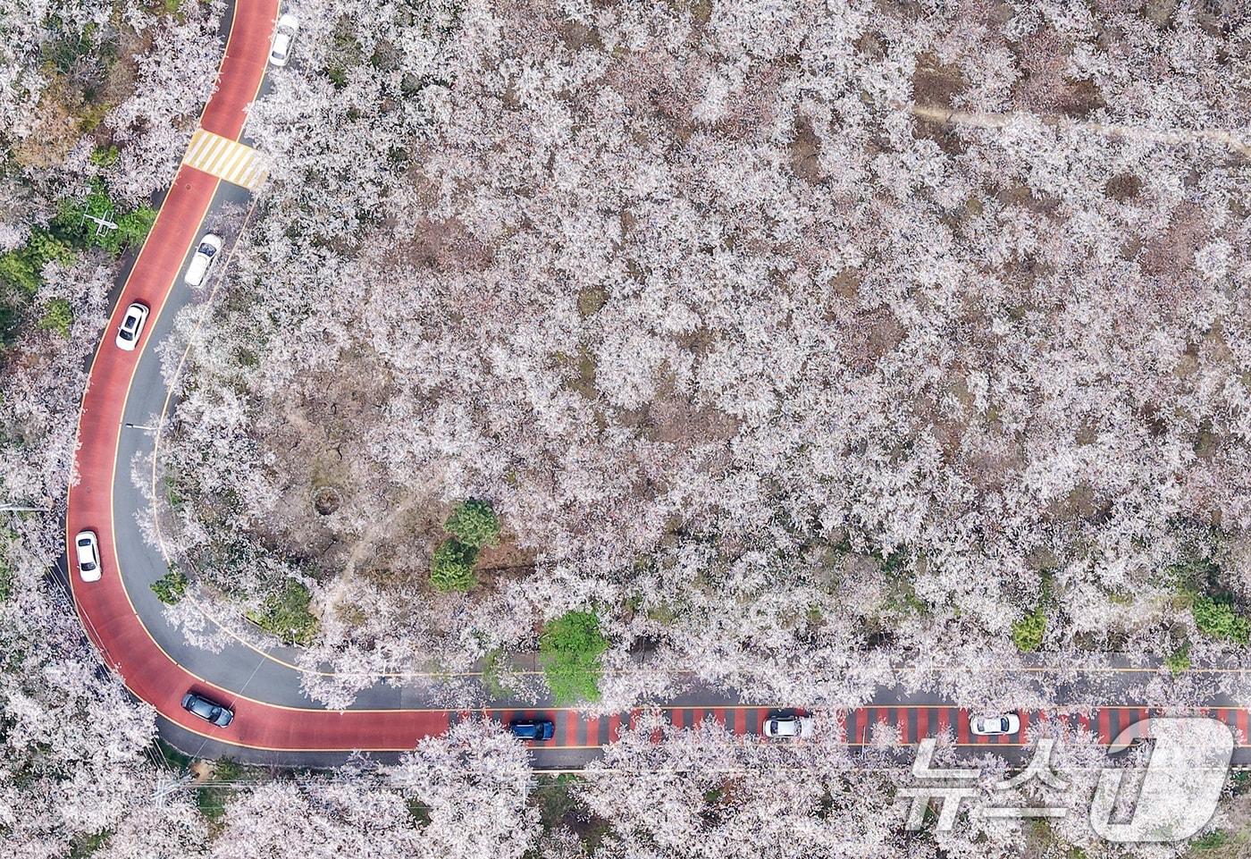 본문 이미지 - 포근한 봄날씨를 보인 3일 부산 황령산 벚꽃 군락지를 찾은 시민들이 드라이브하며 봄 정취를 만끽하고 있다. 2026.4.3 ⓒ 뉴스1 윤일지 기자