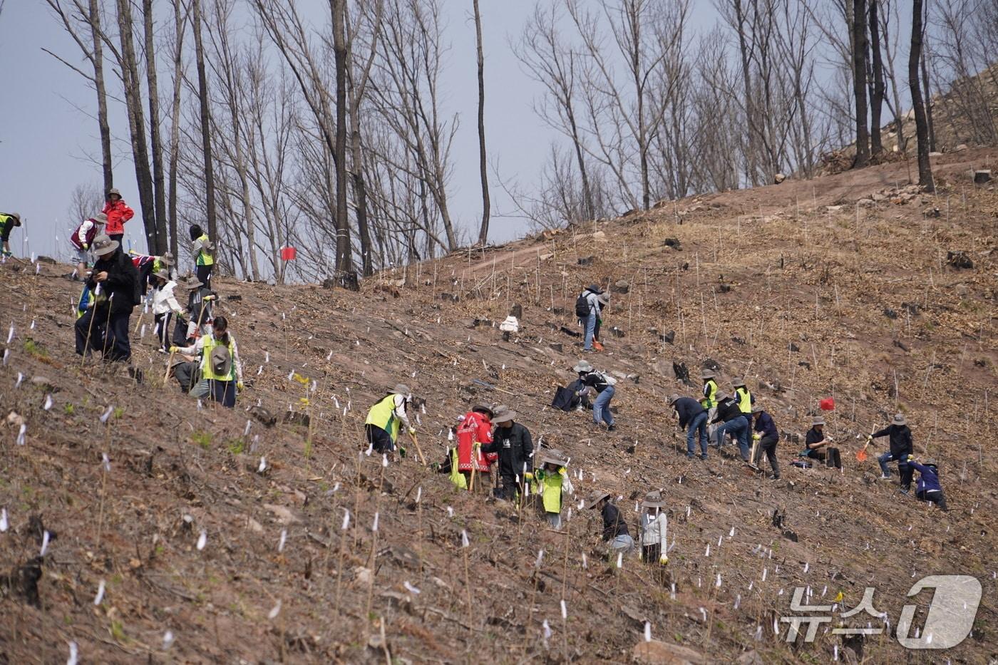 본문 이미지 - 산림청이 나무심기 행사를 하고 있다.(산림청 제공. 재판매 및 DB금지)/뉴스1