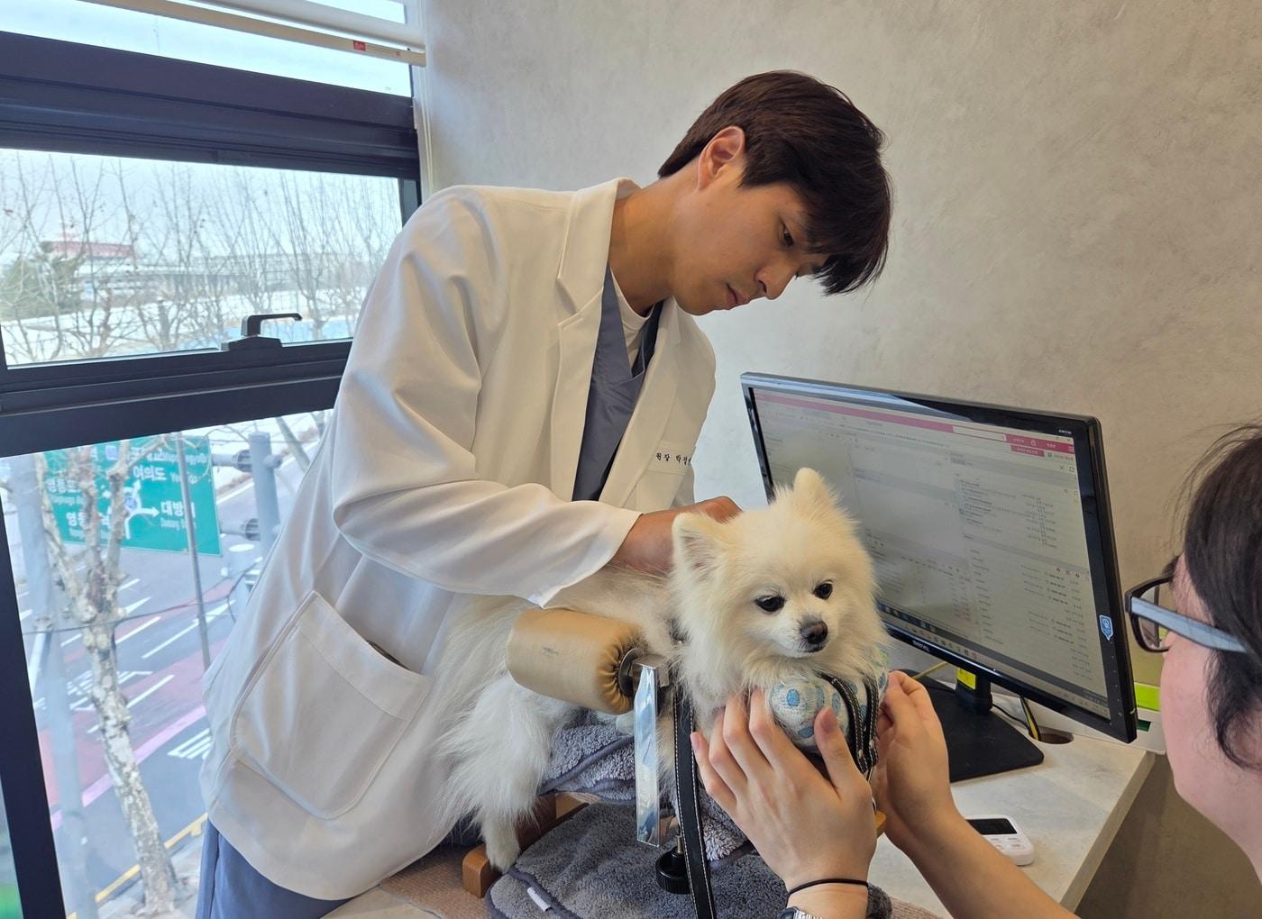 본문 이미지 - 박정연 경인동물의료원 원장이 포메라니안 종 반려견에게 전침 치료를 하고 있다. ⓒ 뉴스1 한송아 기자