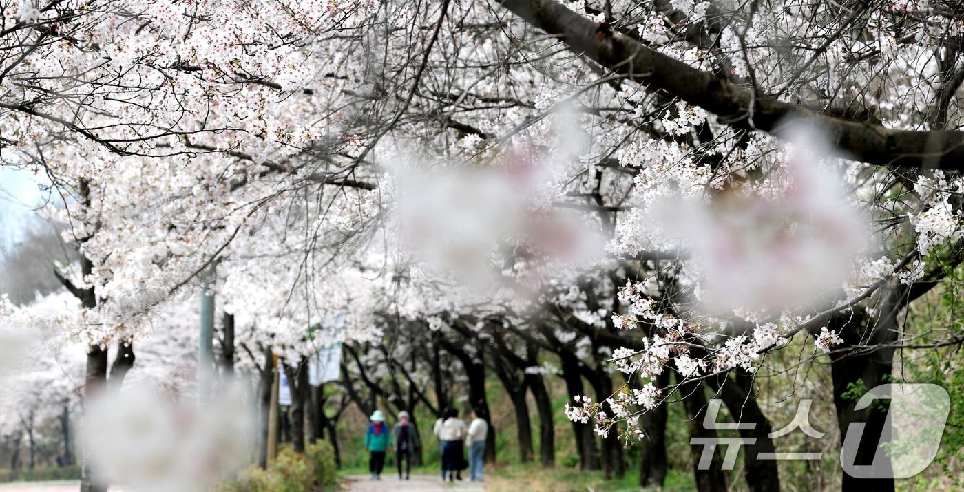 본문 이미지 - 3일 전북 전주시 조경단로 일원에서 시민들이 활짝 핀 벚꽃길을 따라 걷고 있다. 2026.4.3 ⓒ 뉴스1 유경석 기자