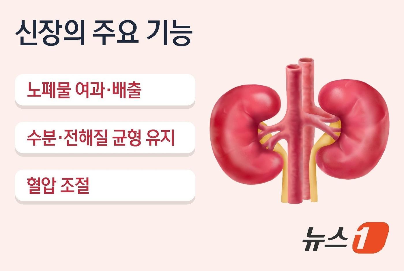 본문 이미지 - ⓒ 뉴스1 김지영 디자이너