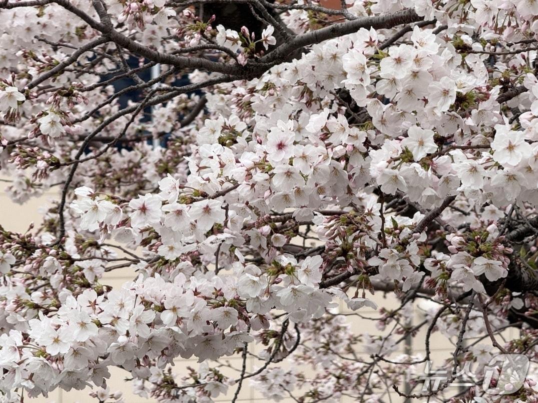 본문 이미지 - 3일 공식 만발한 제주지방기상청 내 계절관측용 벚나무.(제주지방기상청 제공, 재판매 및 DB 금지)