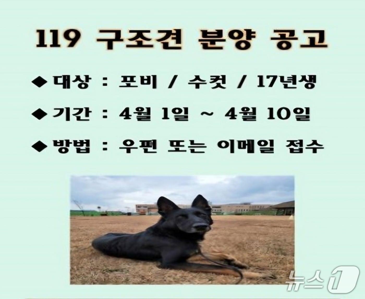 본문 이미지 - 국민 생명·안전 보호 임무를 마치고 견생 2막을 위해 새 주인을 찾는 119구조견 포비의 모습.(사진=전남소방본부 제공) 2026.4.4