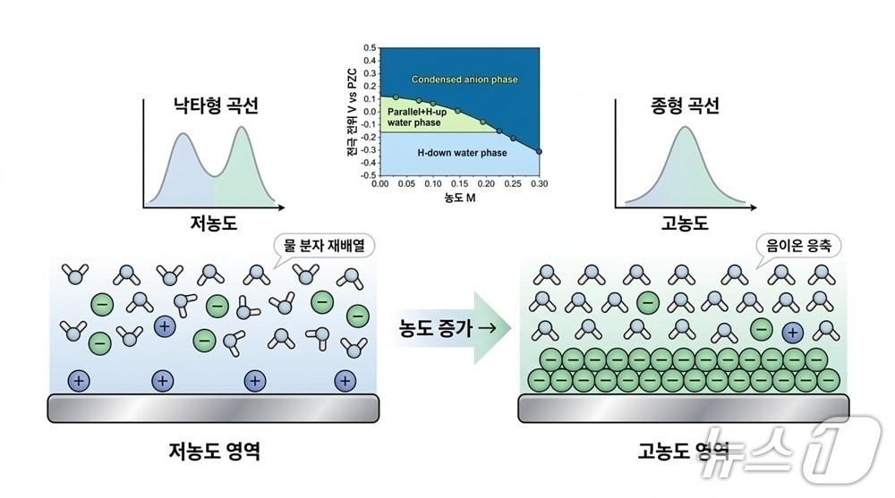 본문 이미지 - 전기 이중층 구조 변화로 나타나는 '낙타형→종형' 곡선 전이(KAIST 제공) /뉴스1