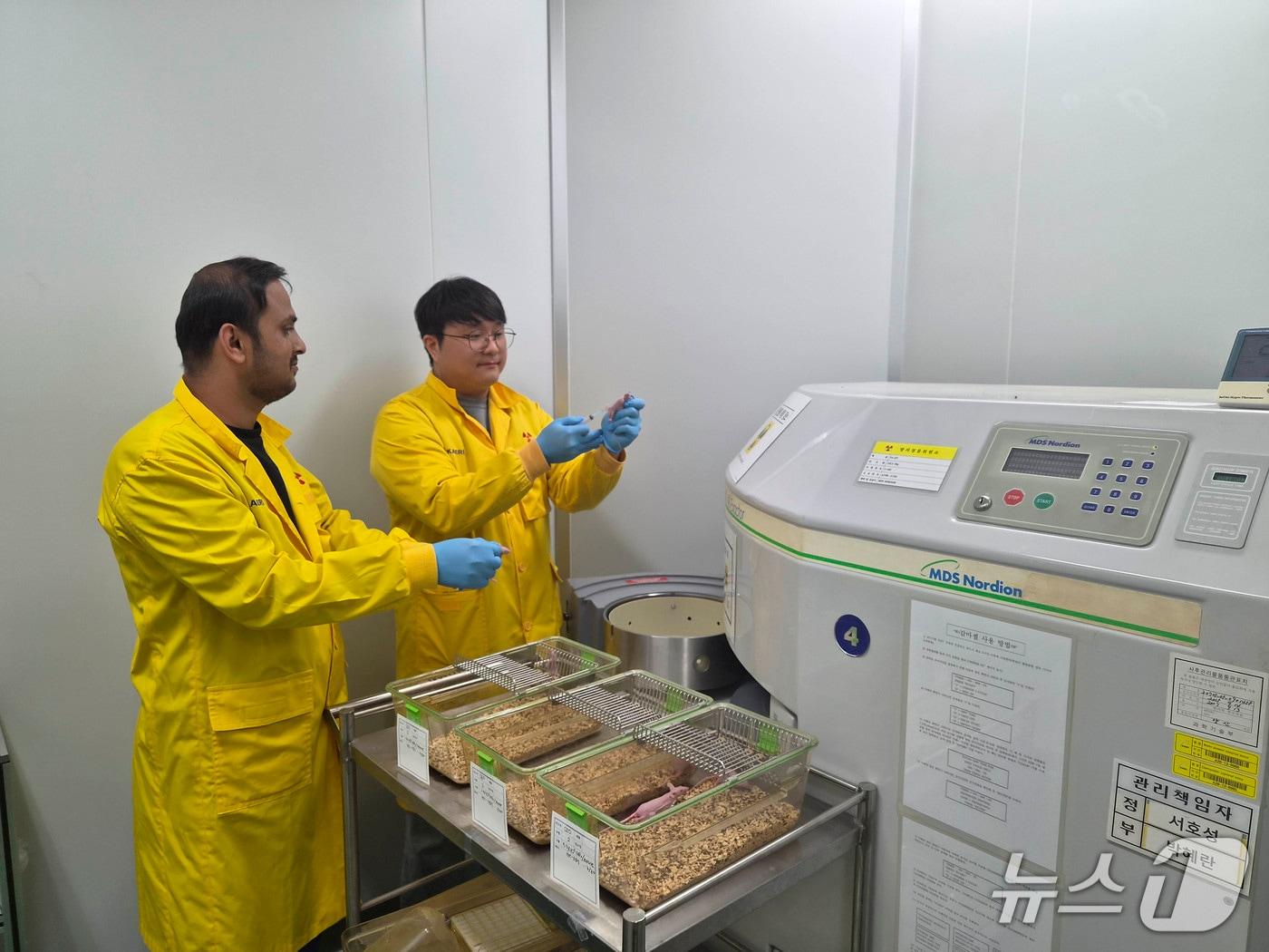 본문 이미지 - 헤스페리딘 효능의 평가 실험 중인 한국원자력연구원 연구진(원자력연 제공) /뉴스1