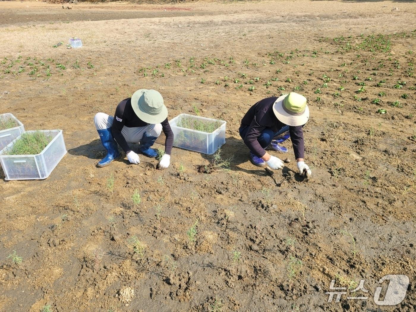 본문 이미지 - 블루카본 생태계 복원 현장.(경기도 제공. 재판매 및 DB금지)