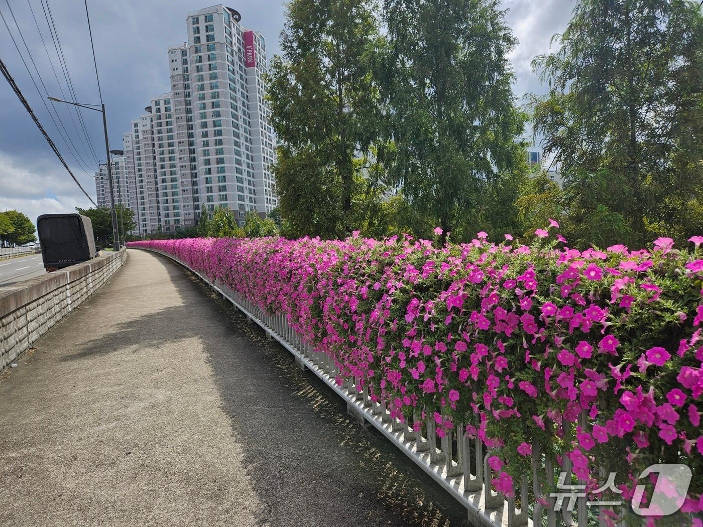 본문 이미지 - 울산 중구의 한 교량 난간에 설치된 꽃걸이(울산 중구 ㅁ제공. 재판매 및 DB금지)/뉴스1
