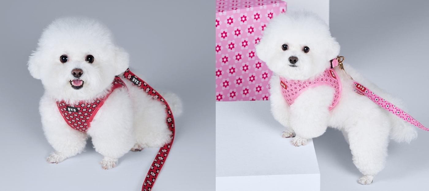 본문 이미지 - BYC가 본격적인 야외 활동 시즌을 맞아 반려견용 하네스 라인업 '개리야스 산책시리즈'를 선보이며 반려동물용품 시장 공략에 나섰다(업체 제공). ⓒ 뉴스1