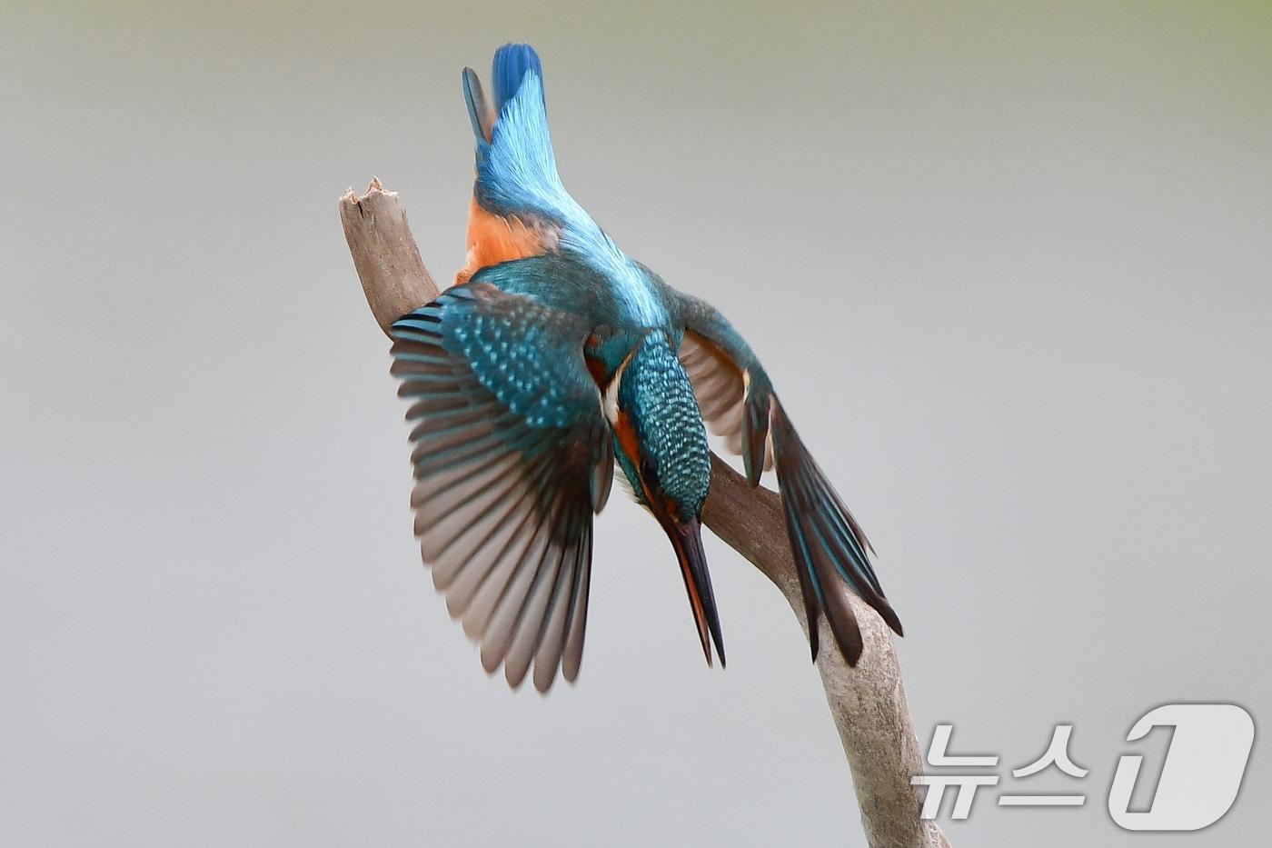본문 이미지 - 30일 여름새인 물총새 한마리가 경북 포항시 북구 흥해읍 냇가에서 물고기 사냥에 한창이다. 2026.4.30 ⓒ 뉴스1 최창호 기자