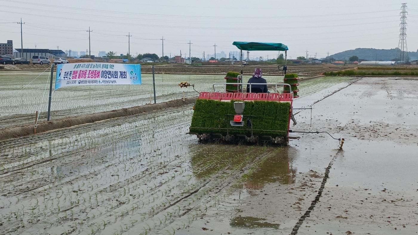 본문 이미지 - 농촌진흥청 국립식량과학원과 서천군농업기술센터가 30일 공동개최한 '조기 모내기 조생종 벼 생육 관찰 및 모내기 시연회'에서 농업인이 작업을 하고 있다. (농촌진흥청 제공. 재판매 및 DB금지) 2026.4.30/뉴스1