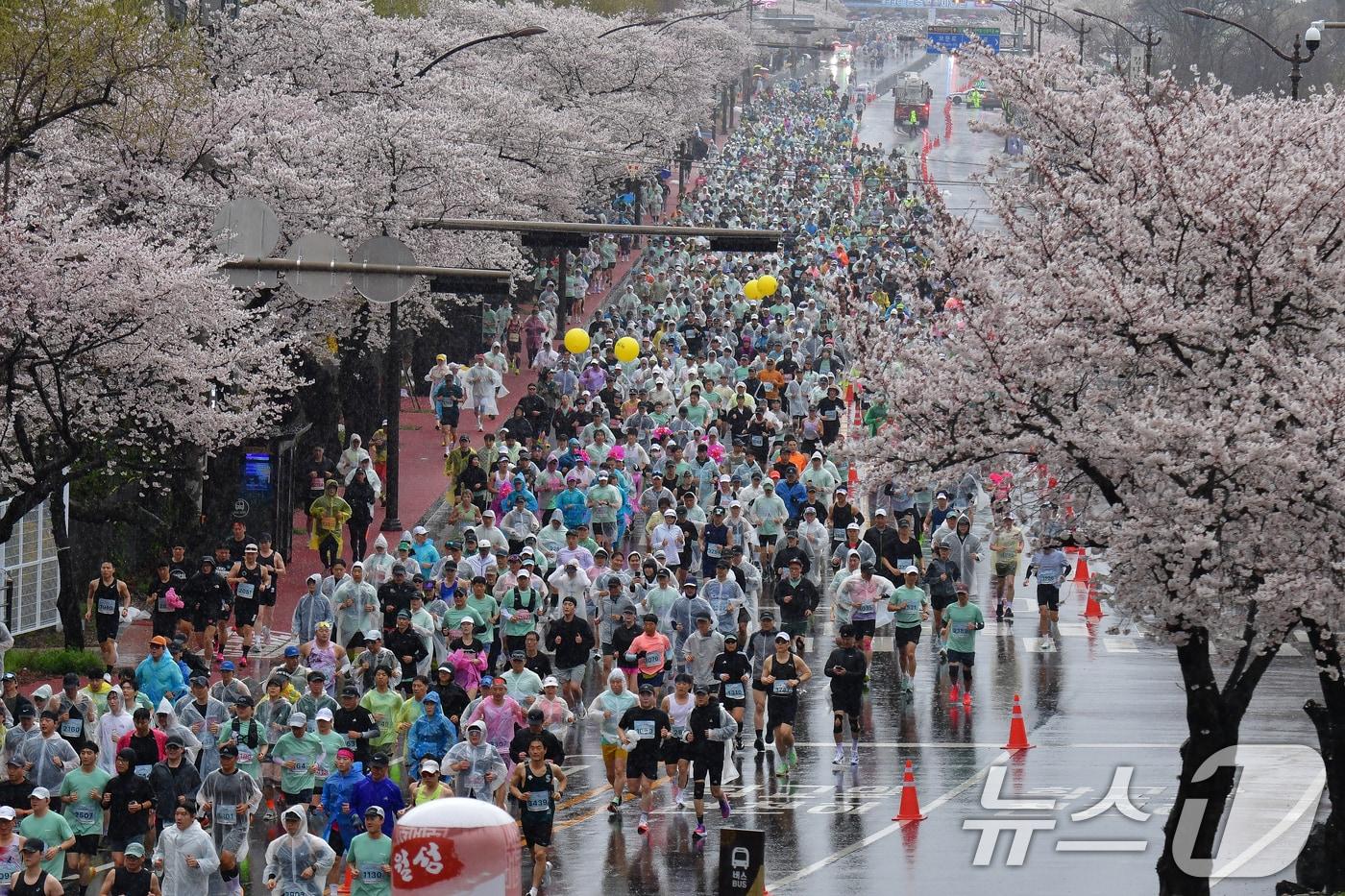 본문 이미지 - 4일 경북 경주시 보문단지에서 열린 제33회 경주벚꽃미라톤 대회에서 참가자들이 출발 신호에 맞춰 힘차게 달리고 있다. 2026.4.4 ⓒ 뉴스1 최창호 기자