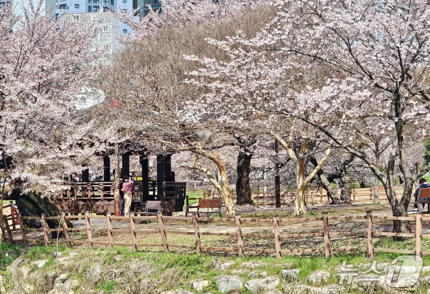 본문 이미지 - 비가 그친 4일 광주 서구 운천저수지에 만개한 벚꽃 사이로 시민들이 한가로운 휴일을 즐기고 있다. 2026.4.4 ⓒ 뉴스1 최성국 기자