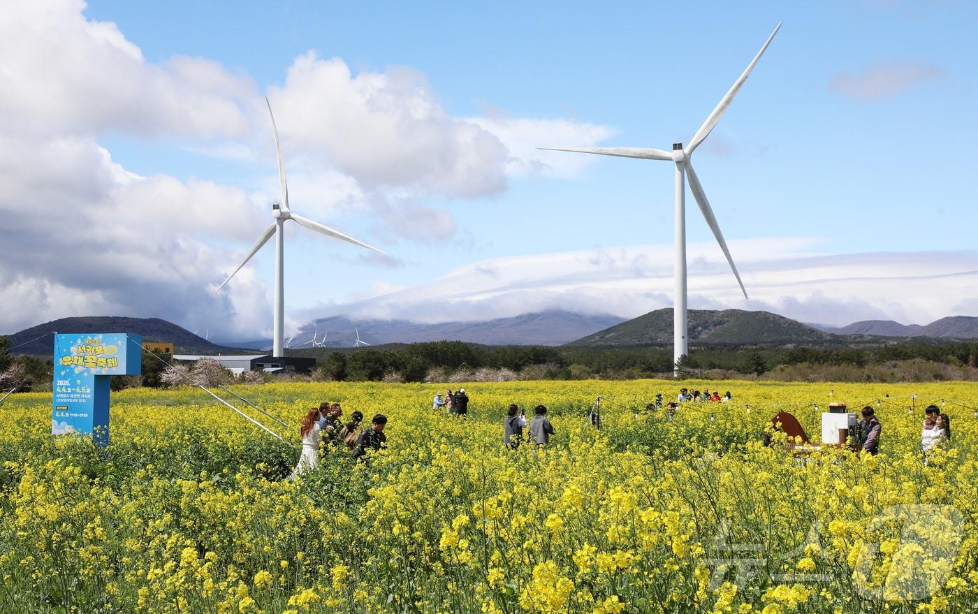 본문 이미지 - 4일 오전 제주 서귀포시 표선면 가시리에서 열린 제43회 서귀포유채꽃축제에서 상춘객들이 봄기운을 만끽하고 있다. 2026.4.4 ⓒ 뉴스1 오미란 기자
