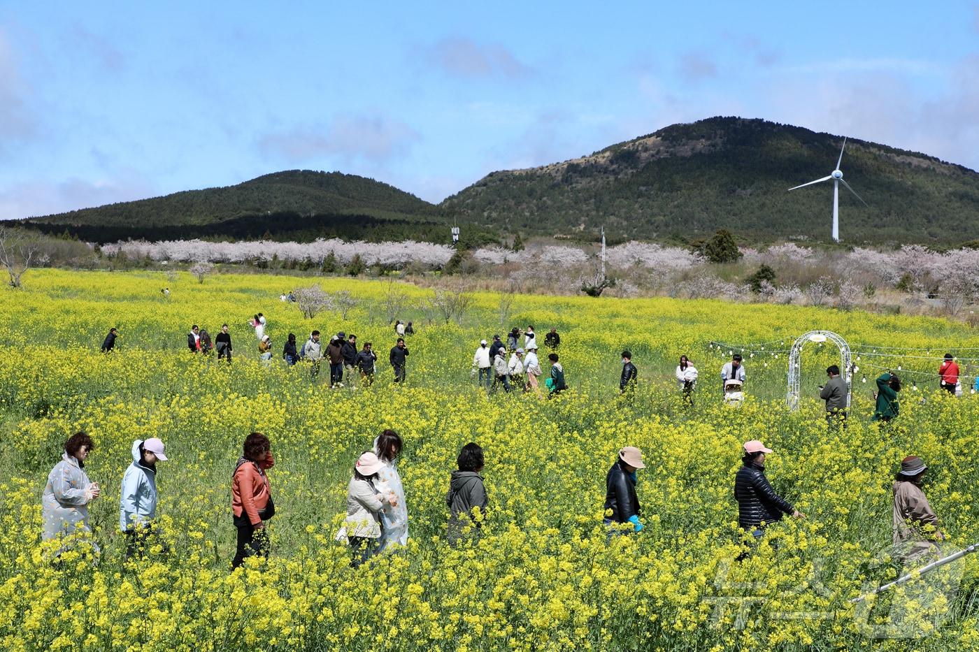 본문 이미지 - 4일 오전 제주 서귀포시 표선면 가시리에서 열린 제43회 서귀포유채꽃축제에서 시민들이 봄기운을 만끽하고 있다. 2026.4.4 ⓒ 뉴스1 오미란 기자