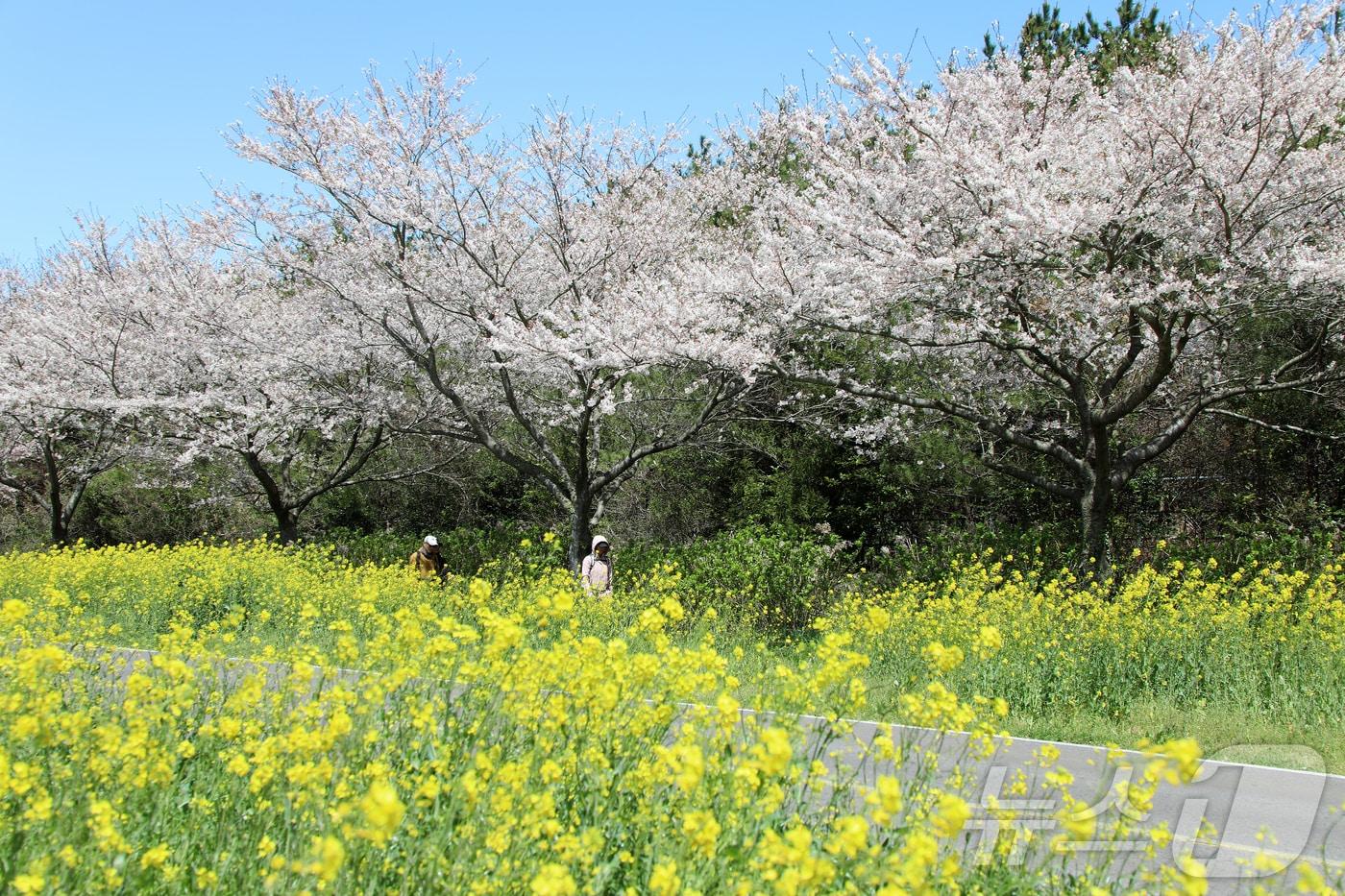 본문 이미지 - 4일 오전 제주 서귀포시 표선면 가시리에서 제43회 서귀포유채꽃축제가 열리고 있다. 2026.4.4 ⓒ 뉴스1 오미란 기자