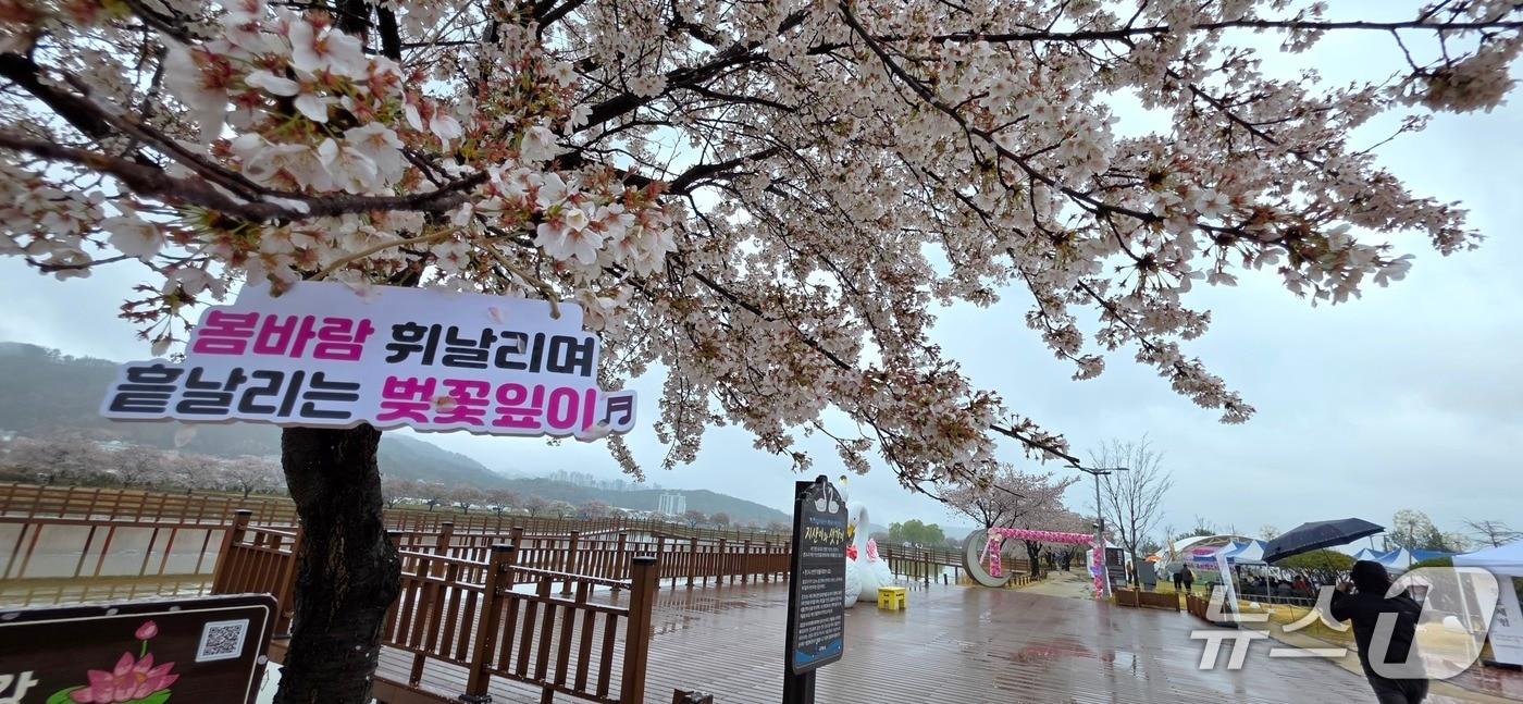 본문 이미지 - 구미 지산샛강 생태공원에서 4일 벚꽃축제가 열리고 있지만 오전부터 내린비로 비교적 한산한 모습을 보이고 있다. 2026.4.4/뉴스1