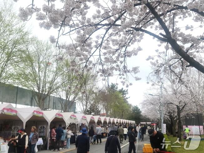 본문 이미지 - 4일 김제시민문화체육공원에는 활짝핀 벚꽃과 지난 3일부터 시작된 '김제꽃빛드리축제'를 즐기려는 시민들로 가득했다./뉴스1