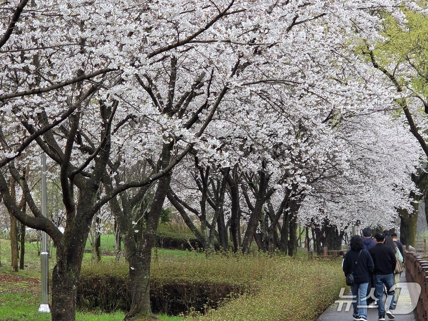 본문 이미지 - 4월 첫 주말인 4일 오전 대전의 대표적인 벚꽃 명소인 대청공원을 찾은 상춘객들이 꽃이 만개한 풍경을 바라보며 걷고 있다. ⓒ 뉴스1 김종서 기자